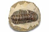 Detailed Crotalocephalina Trilobite - Atchana, Morocco #254506-2